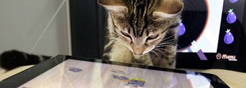 Vídeo: pets que não fazem ideia de como funciona a tecnologia