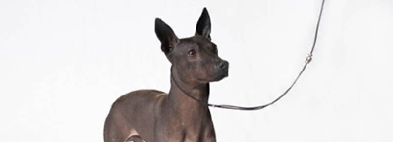 Estados Unidos apresentam duas novas raças de cães criadas em laboratório