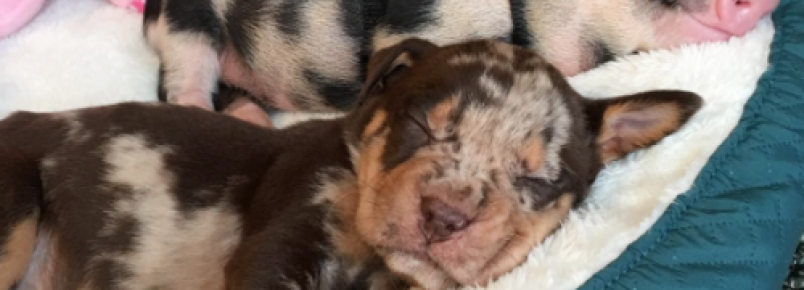 Porquinha resgatada faz amizade com cachorrinha