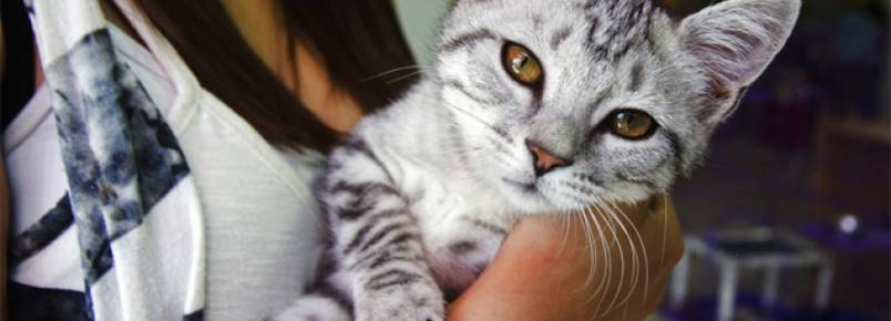 Saiba mais sobre FIV e Felv, vírus que mais afetam os gatos