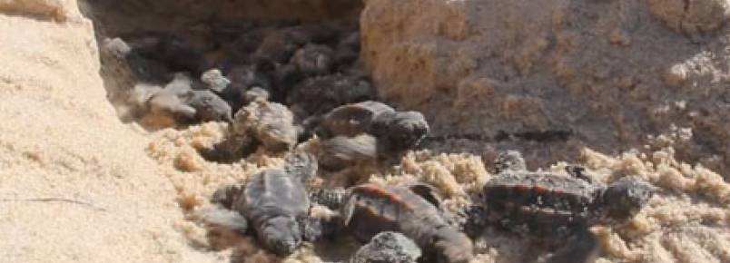 Mais de 100 filhotes de tartarugas so soltos no litoral piauiense