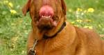 Dogue de Bordeaux