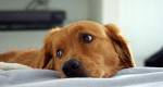 ONG busca recursos para atender animais abandonados