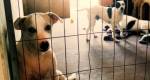 Idosos e deficientes, animais de ONG esperam uma chance de serem amados