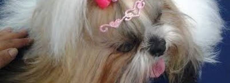 Bella esteve na Clinvet para um hidratação