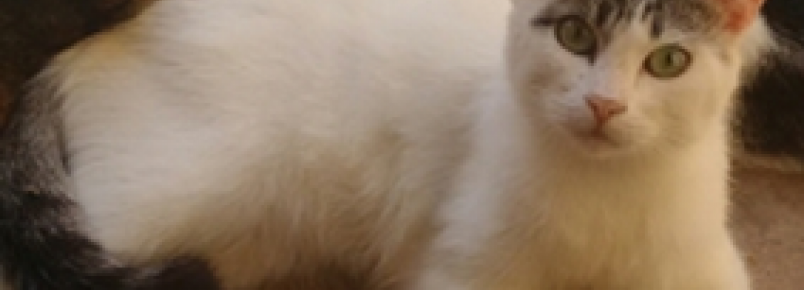 Prefeitura lança portal para adoção de animais