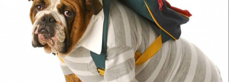 Procon dá dicas para quem vai viajar com o bicho de estimação
