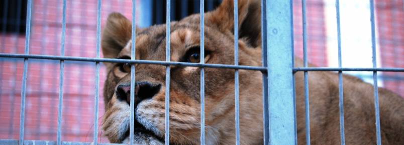 Catalunha est a um passo de proibir circos com animais