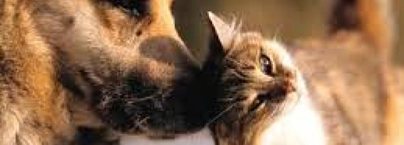 Prefeitura de Penha promove 1ª Feira de Adoção de cães e gatos