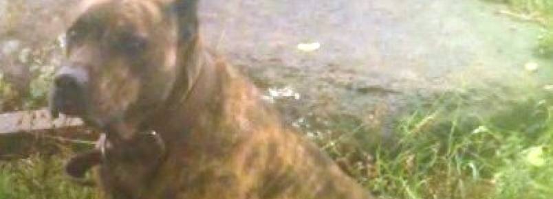 Cachorro da raça Cimarron sumiu de sítio