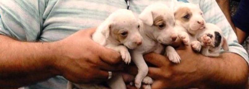 Ativistas retiram cães de dentro de container em Santos (SP)