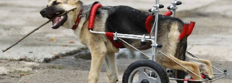 Você faz questão de um cão de raça? Pense duas vezes…