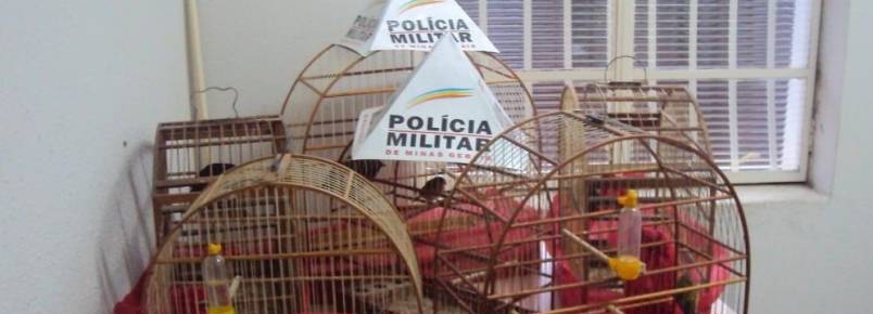 Operação resgata cinco aves em cativeiro em Camanducaia (MG)