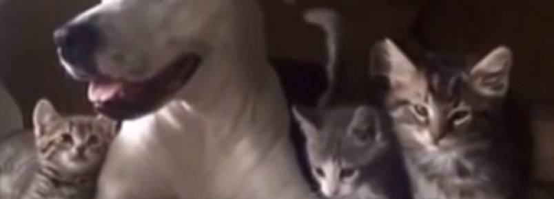 Pit bull de três pernas se torna mãe adotiva de gatinhos em abrigo