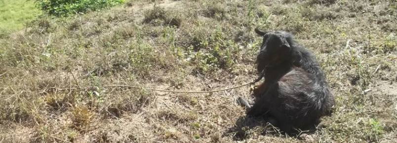 DENÚNCIA: Crime de Maus Tratos na Rodovia que liga Itabira à Santa Maria