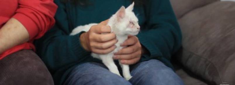 Depois de ter olho arrancado, gata é adotada em PG