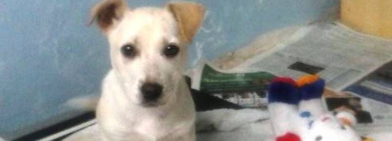 Cadelinha foi encontrada na rua e aguarda uma família em Gravataí