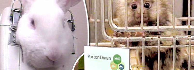 Animais são infectados com doenças em testes militares