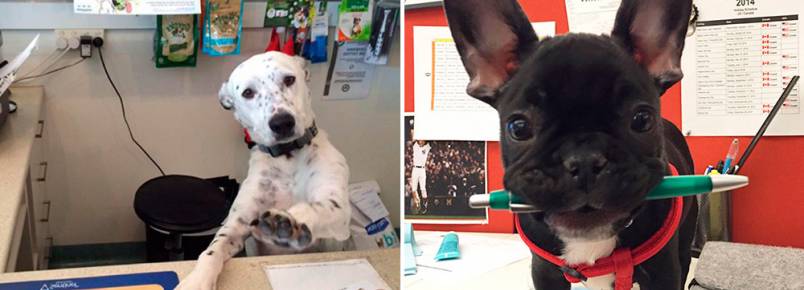 É isso que acontece quando você leva seu cachorro ao trabalho