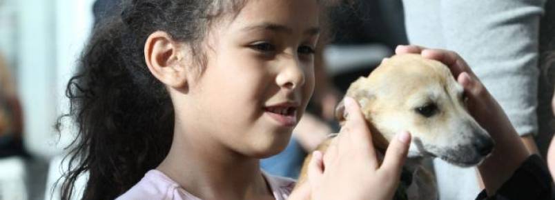 Desejo de ter um pet derruba barreira contra animais adultos