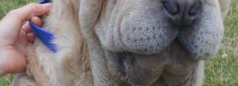 Cachorro resgatado precisa de cirurgia plstica para no perder viso e audio