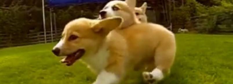 Vídeo mostra agilidade de cães da raça Welsh Corgi em câmera lenta