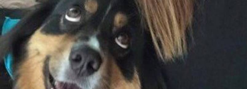 Foto de cão olhando apaixonadamente para tutora se torna um viral