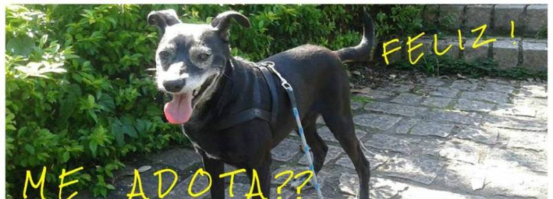 Família se muda e abandona cachorro idoso na calçada