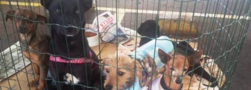 Sábado tem feira de adoção de animais no Bairro Neva