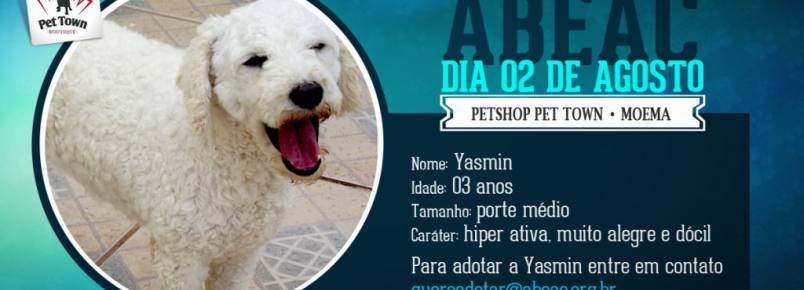 ABEAC realiza feira de adoção de cães em Moema (SP)