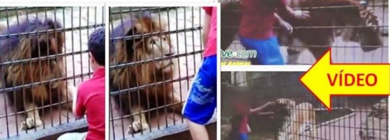 Garoto Provoca Tigre e Perde o Braço