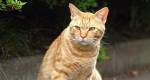 Areia sanitária para gatos: qual é a melhor opção?