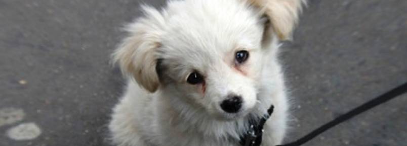 Xixi na hora errada: o que fazer para o seu cão não urinar por medo ou excitação