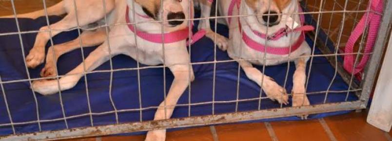 Pet Global traz programação com vacinas, adestramento e adoção de animais