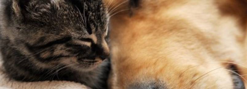 Petshops firmam parceria para incentivar adoo de gatos no Rio