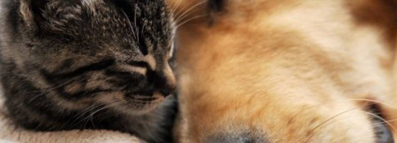 Petshops firmam parceria para incentivar adoção de gatos no Rio