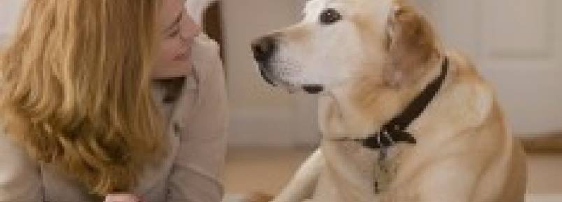 Estudo revela que os cães entendem quando falamos com eles