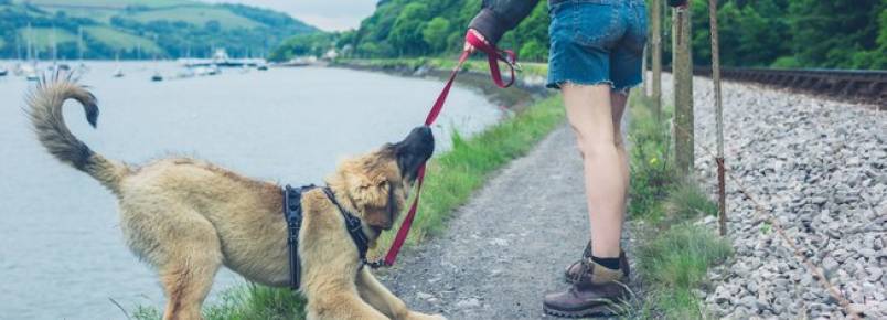 Os problemas que podem acontecer quando o dono for passear com cachorro