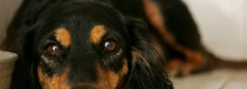 Amados por muitos, animais de estimação ainda são constantemente abandonados
