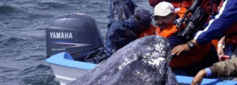 Os barcos reduzem sua velocidade na Califrnia para salvar baleias