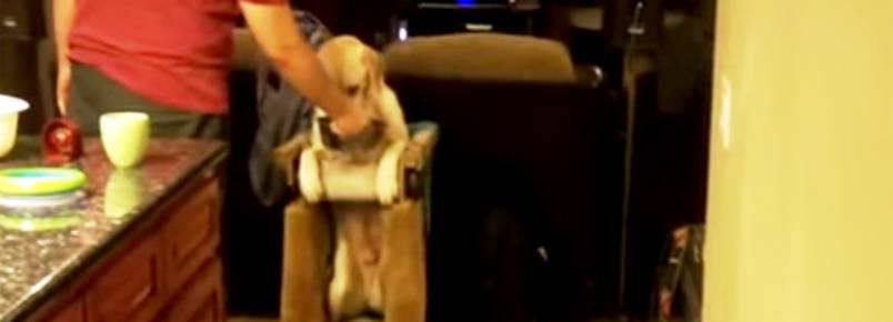 Dono acha solução para alimentar cão com doença congênita