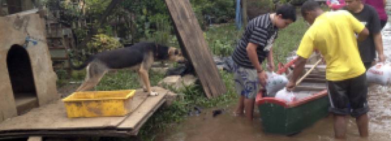 Mais de duas toneladas de ração foram distribuídas aos animais desalojados em POA