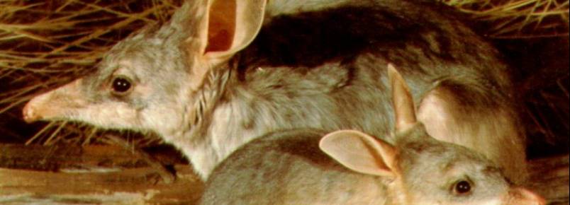 Alm dos cangurus: 10 animais que voc encontra na Austrlia 