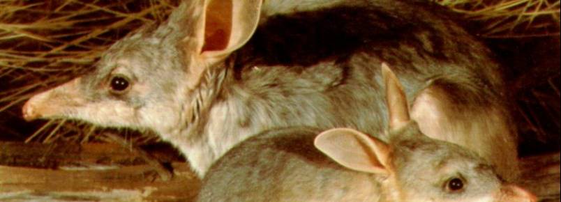 Além dos cangurus: 10 animais que você encontra na Austrália 