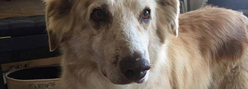 Cachorro volta para casa após 60 dias perdido em floresta