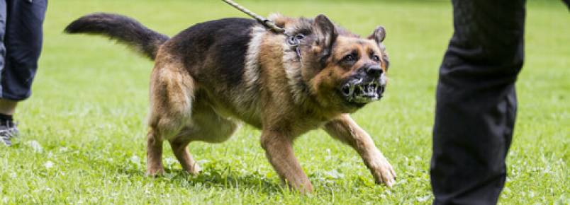 Como prevenir a agressividade do seu cão
