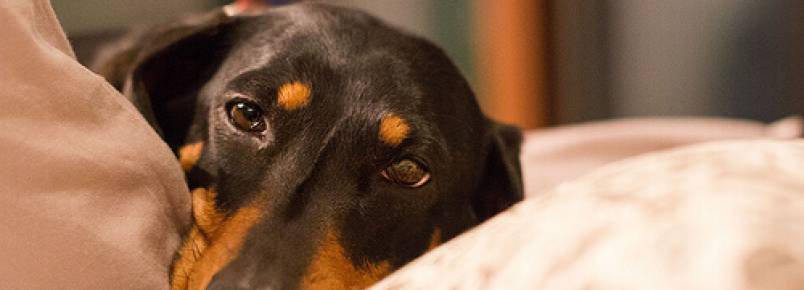 Prevenção e tratamento da torção de estômago canina