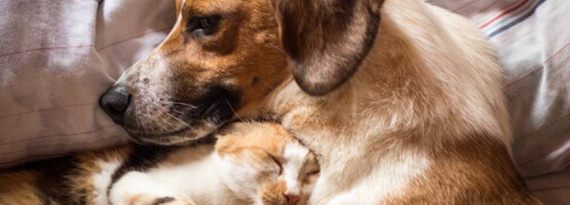 O tratamento da diarreia em cães e gatos