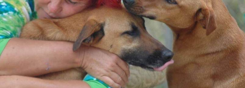 Uma mulher na Costa Rica usa todas as suas economias para cuidar de mais de 200 cães abandonados