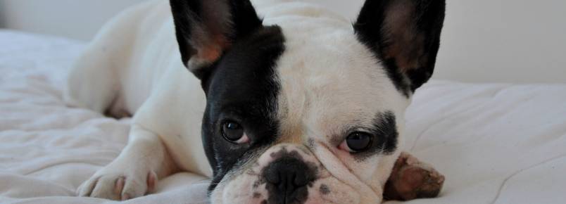 Saúde dos olhos: as doenças mais comuns em cães
